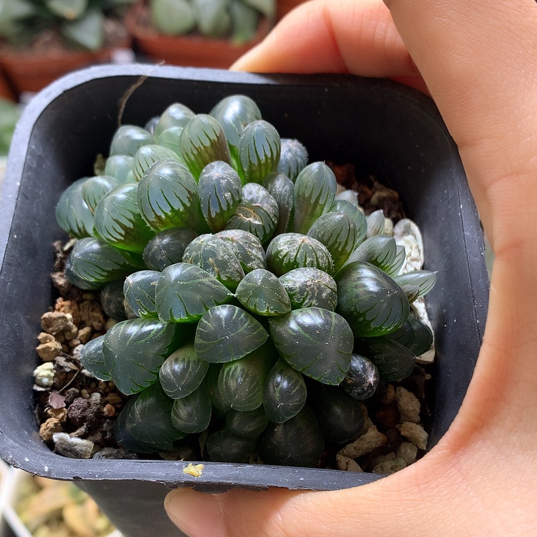 玉露带盆土tlooktu