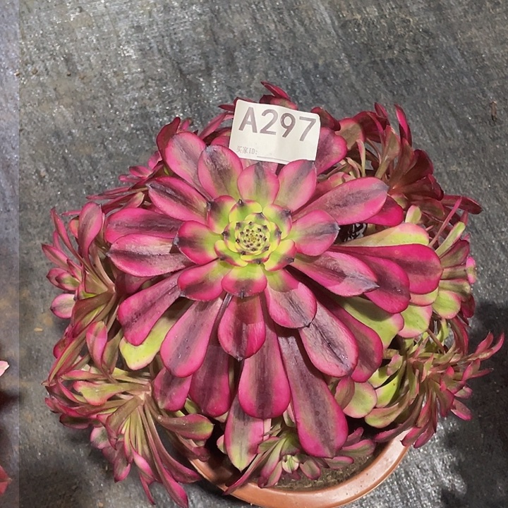 美姬多肉法师。 297