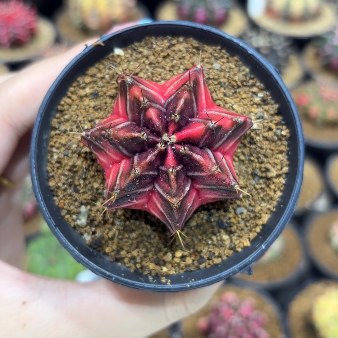 4:.6cm泰系实生七棱红臀