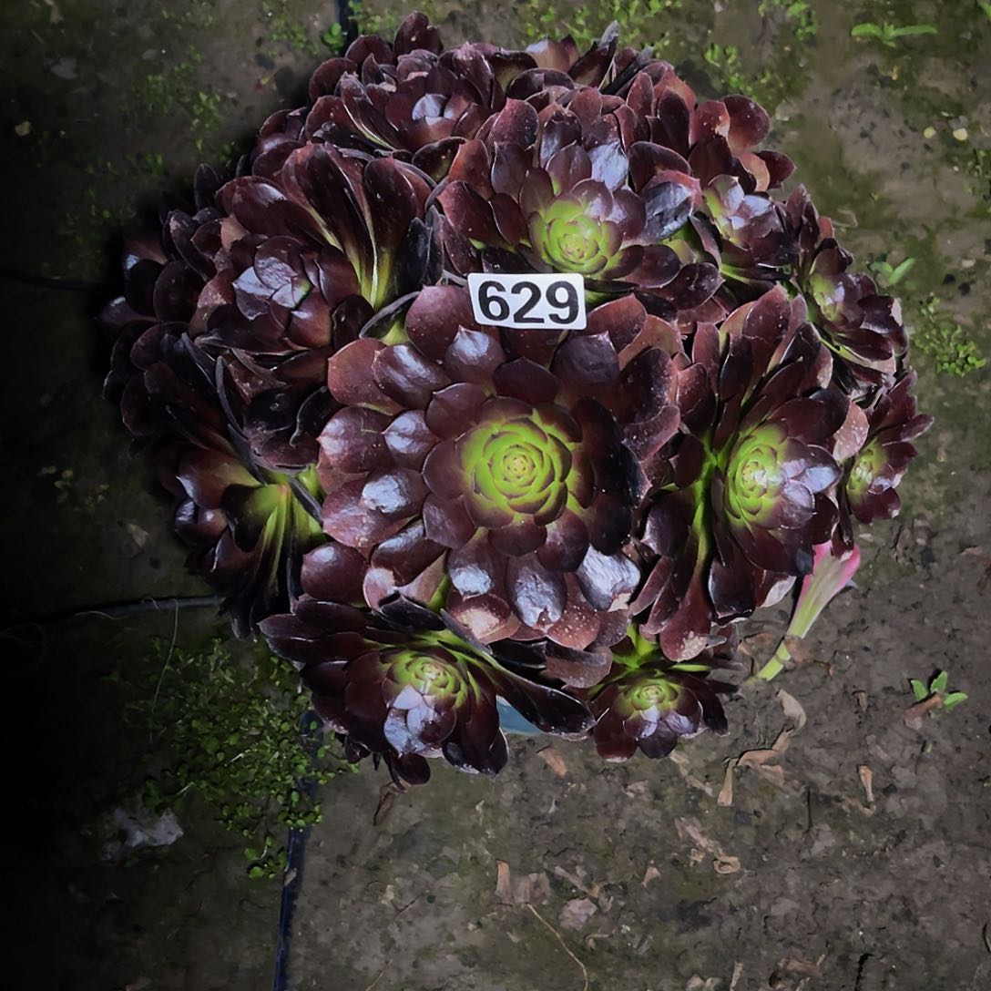 法师法师15-36包邮法师