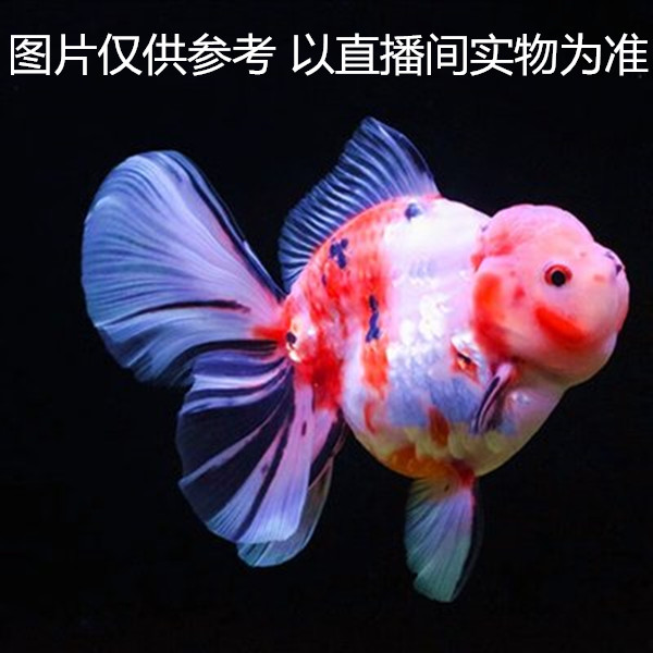 冷水观赏鱼泰狮兰寿金鱼好养耐活（直播间选鱼 私拍随机发）