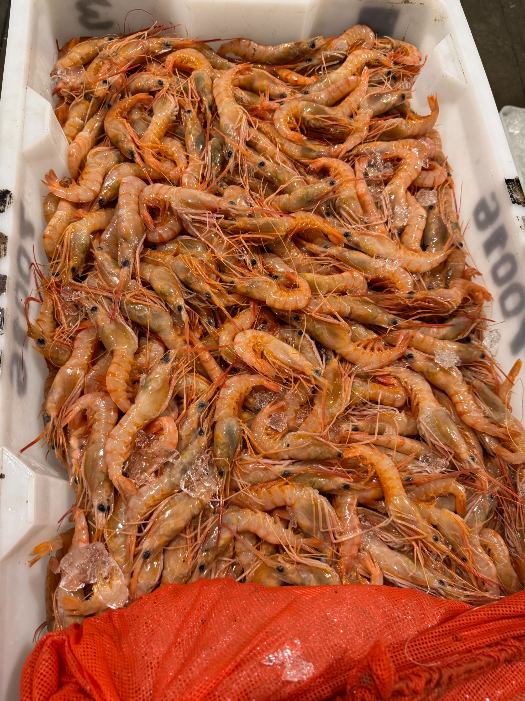东海野生红虾深海海捕红虾三大金3斤小网海鲜顺丰包邮