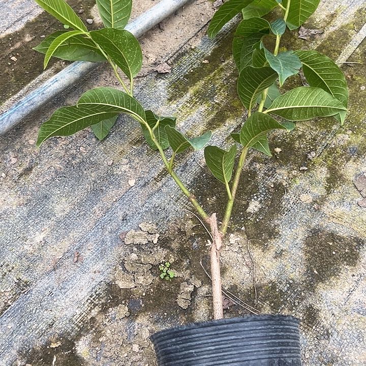 用***3天使258878978876777