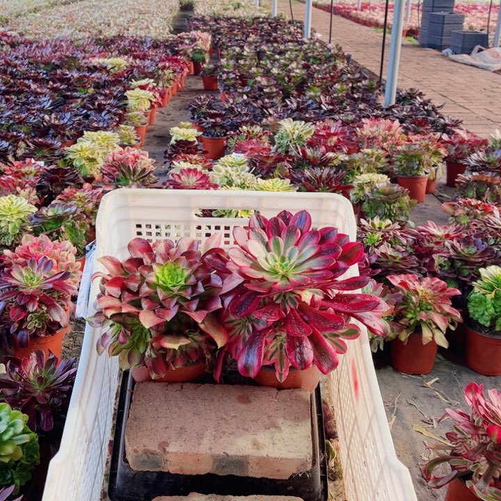 多肉植物法师美杜莎➕韶华