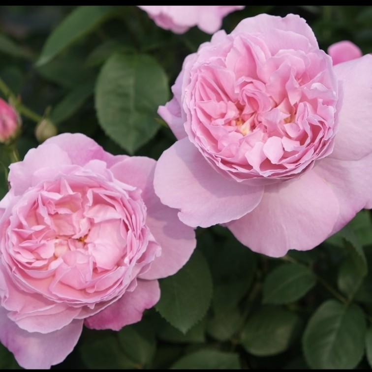 英国玛丽1加仑修剪发货成都露天月季独杆独原盆原土盆发货