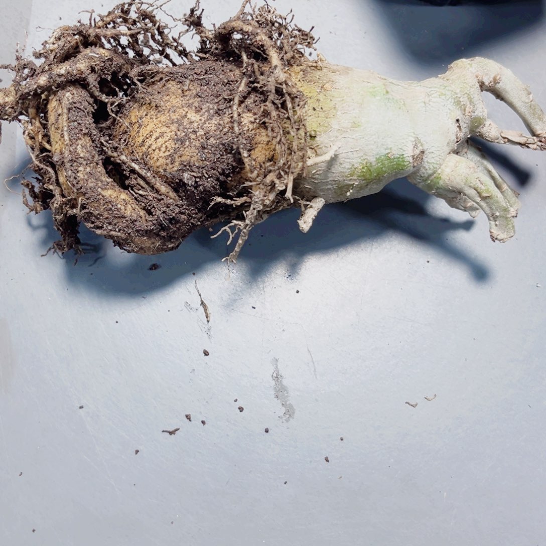 沙漠玫瑰特价处理