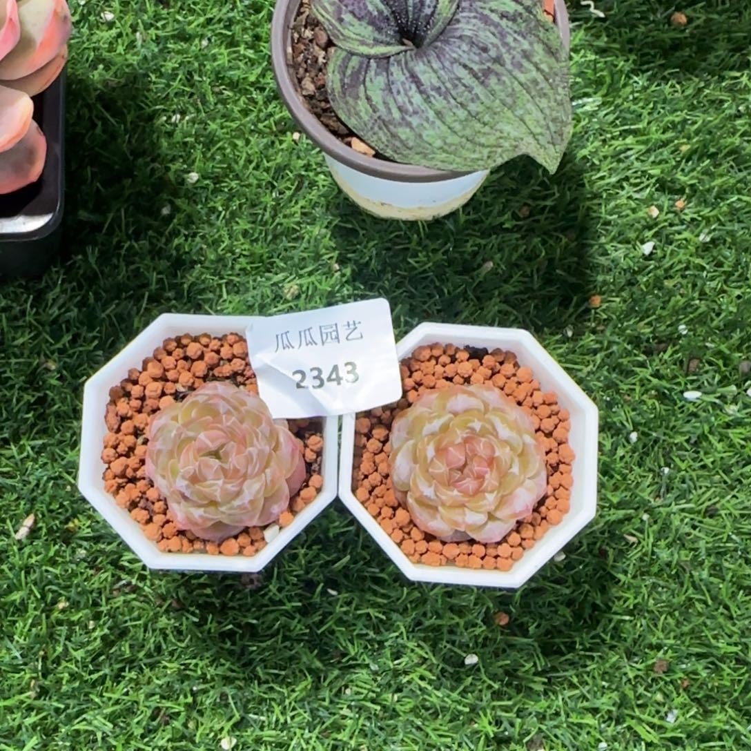  2343打包糖心多肉植物的时候