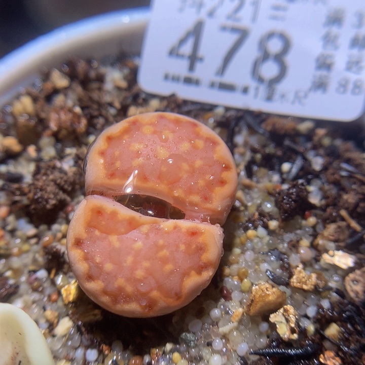 精品生石花221.478