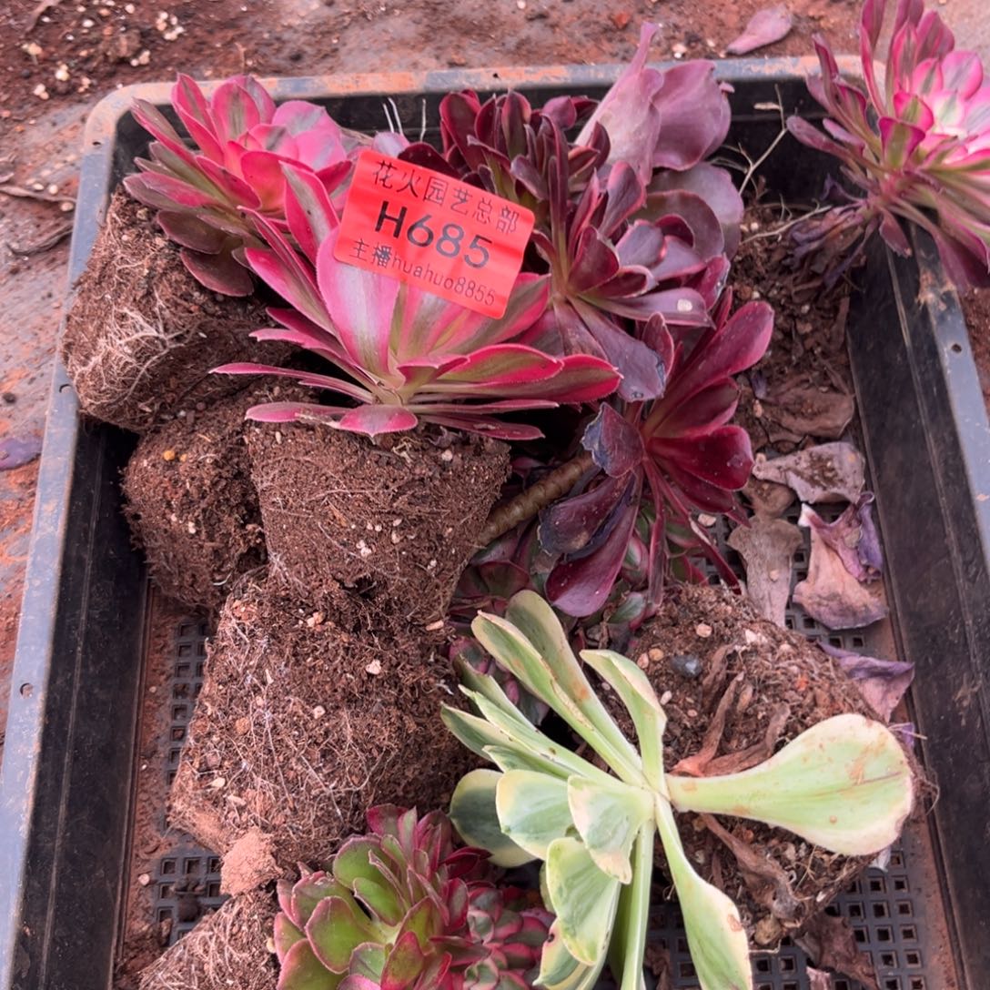 框拍685多肉植物法师