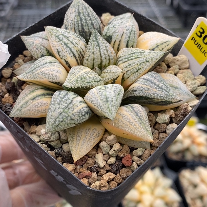 301号实生白银锦带盆