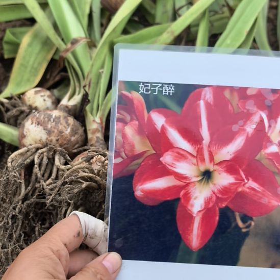 当前无花栽培后可以开花妃子醉5厘米裸根球