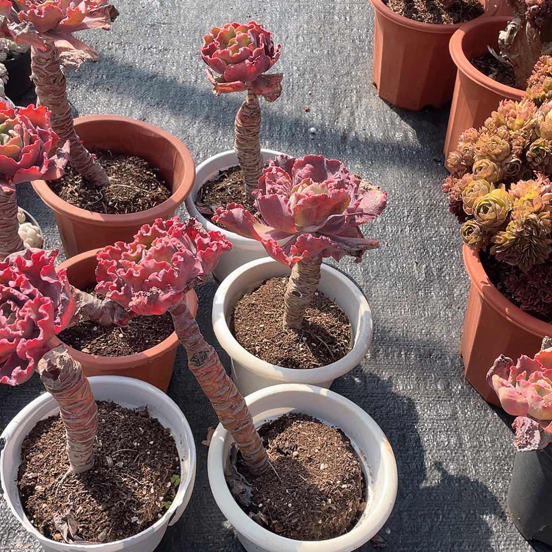 长腿不知名包菜9.9米 两颗 量拍多肉