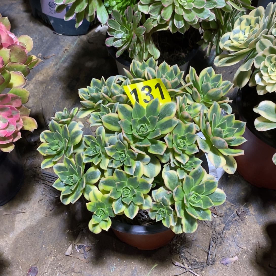 星爆多肉法师131