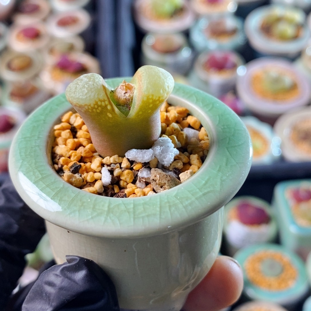 5712--一物一拍 带盆 1453.88