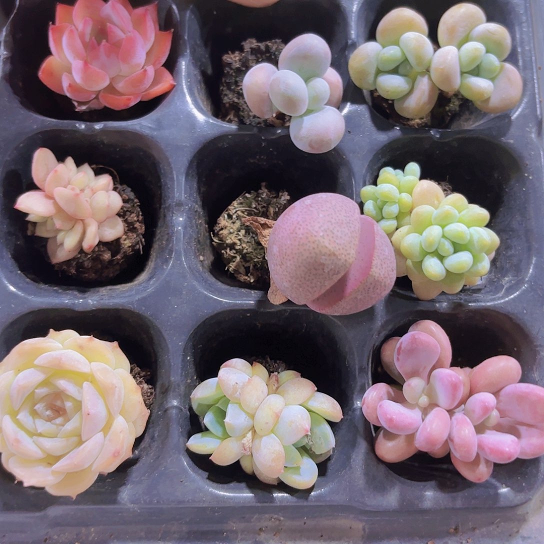 小穴苗9颗多肉组合