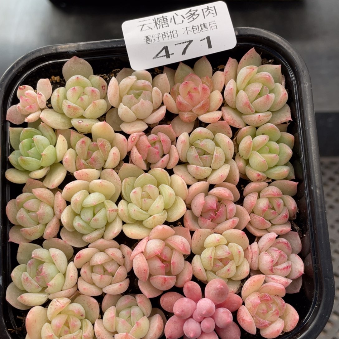 云糖心多肉植物471