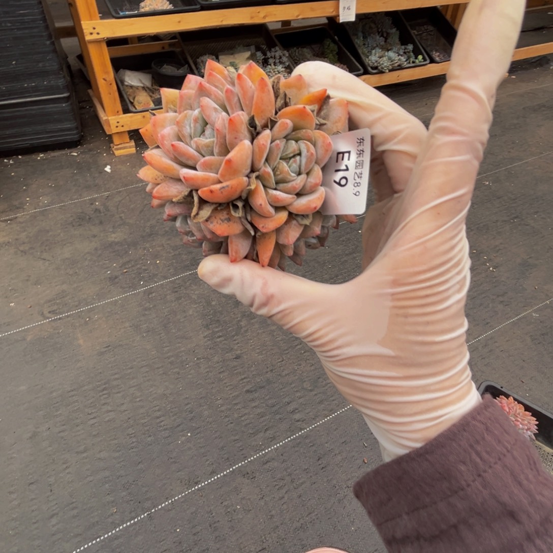 e19梦露群生呀呀呀呀