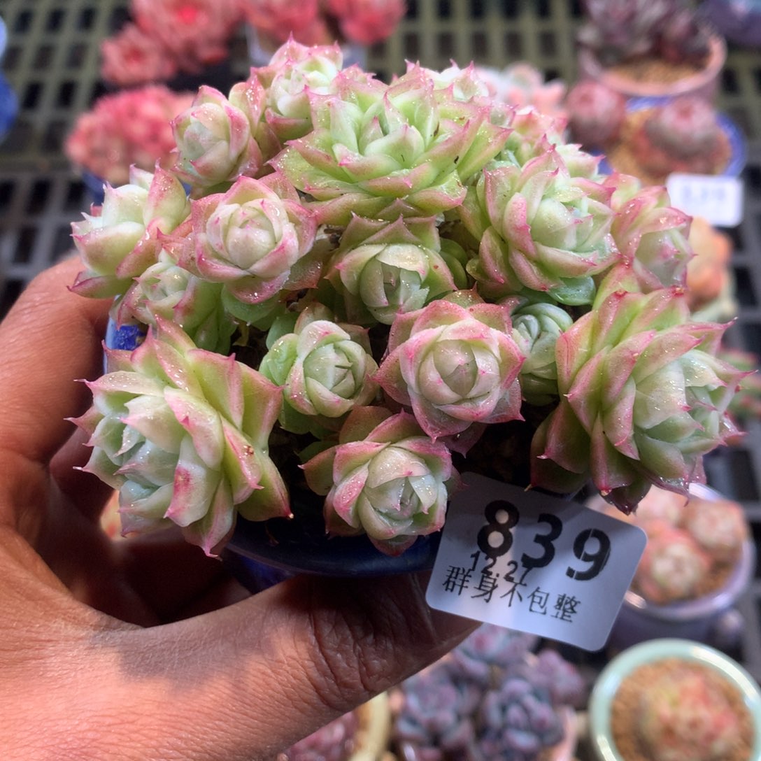 精控拇指盆12.27839