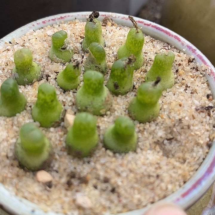 小葫芦一颗            