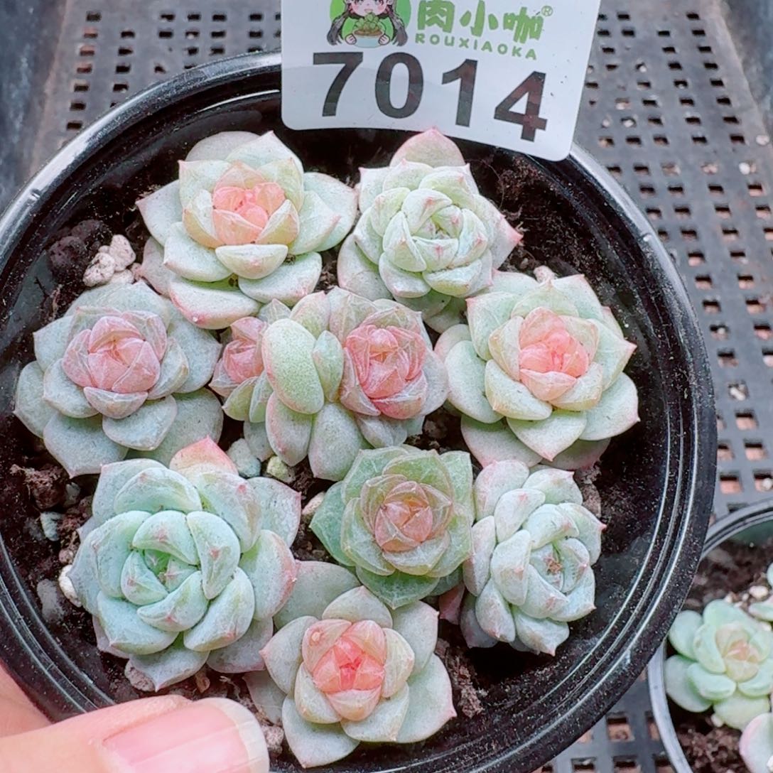 多肉植物多肉植物