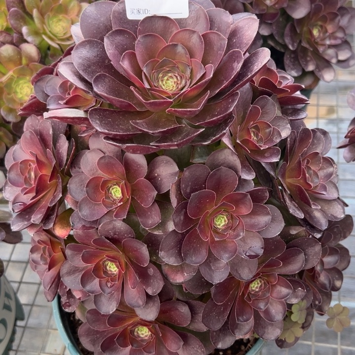 641魅金玫瑰25厘米嫩庄