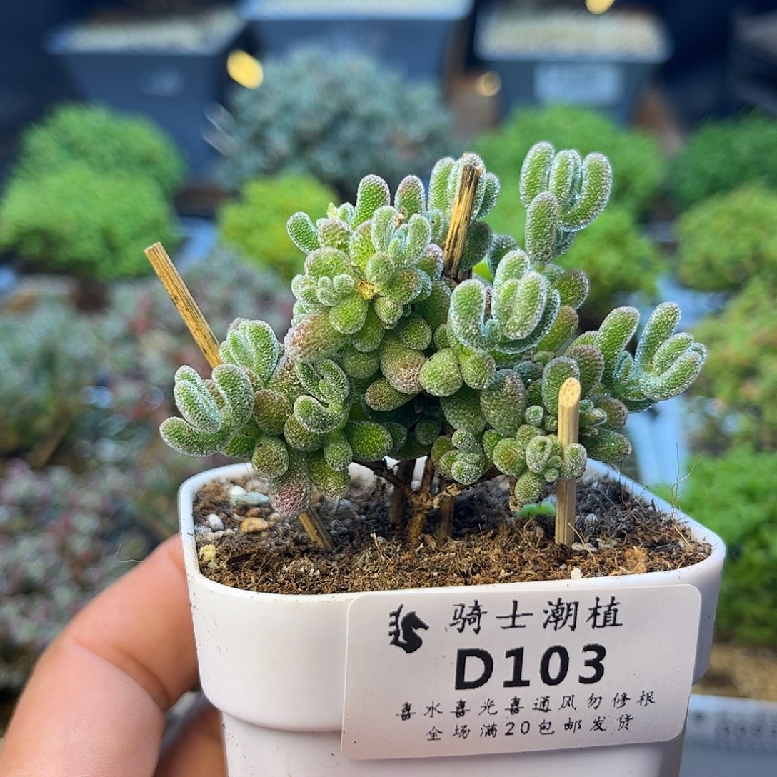 103优选冰晶枝干番杏