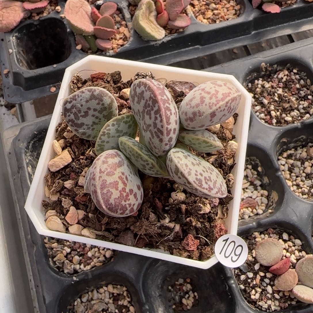 ?花蛋水泡多肉植物109