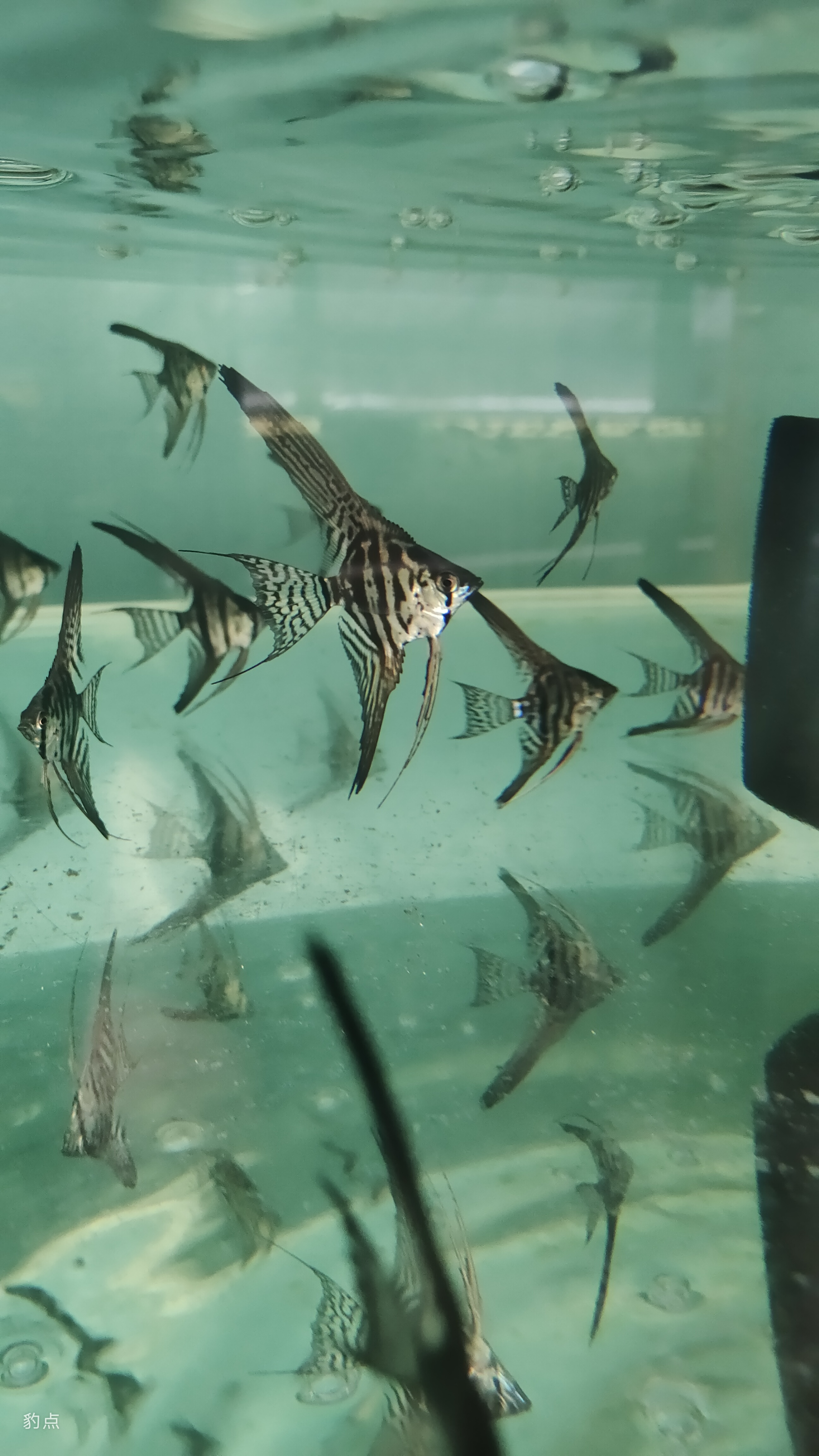 长尾黑斑马神仙鱼（燕鱼）肉身2-3厘米3+1备损4条一组（拆袋不包损）