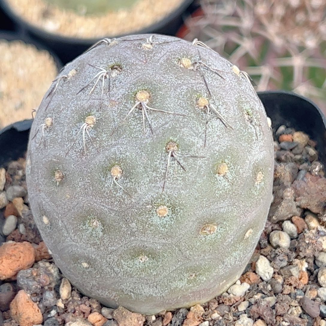 足球 习志野仙人球