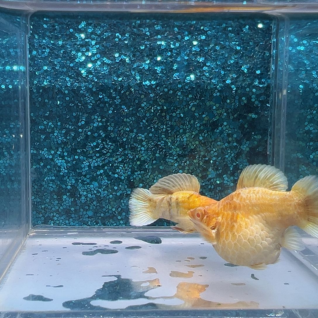 孔雀鱼金虎玛丽一对0058