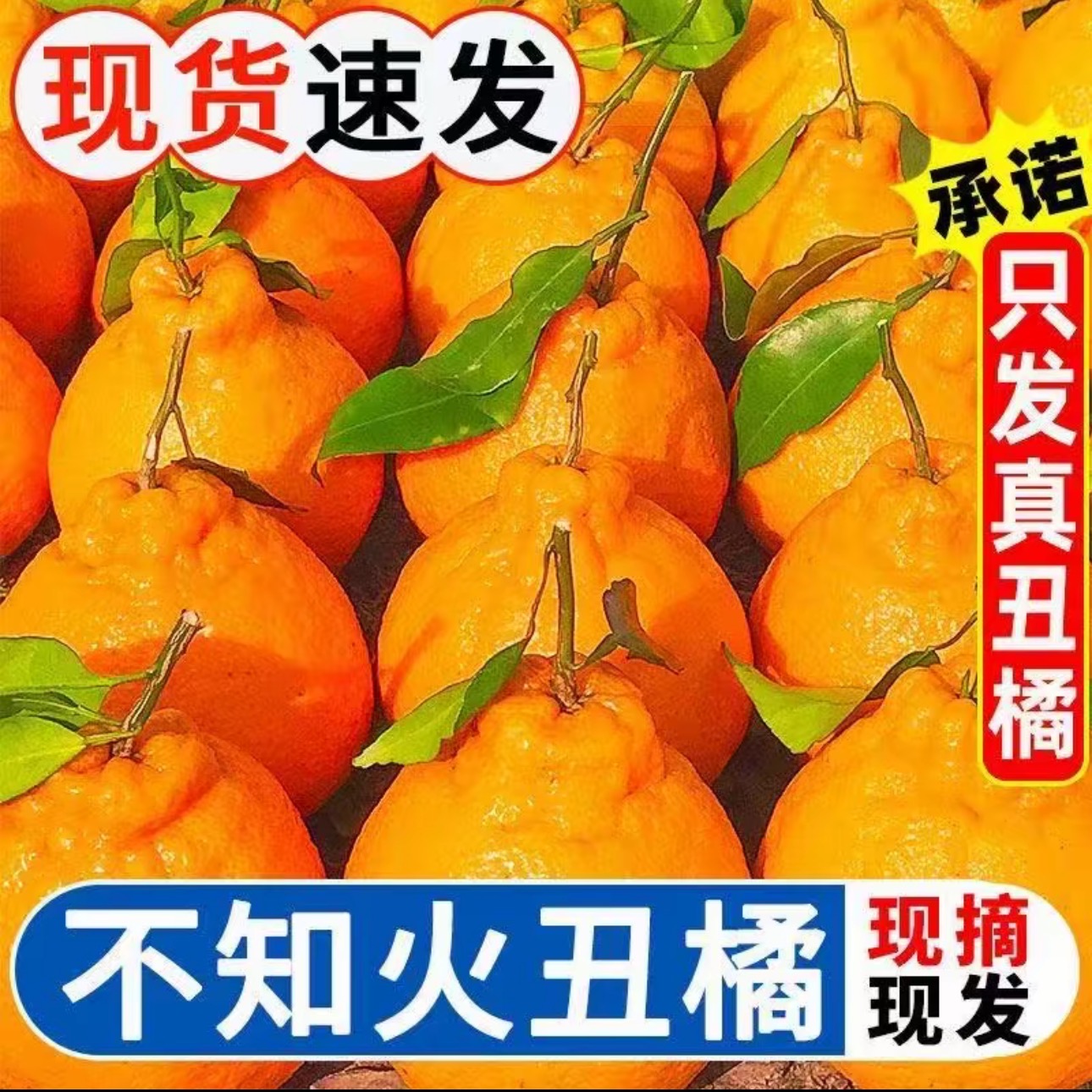 【2025现货正宗丑橘】丑八怪当季水果新鲜柑橘子耙耙柑q1
