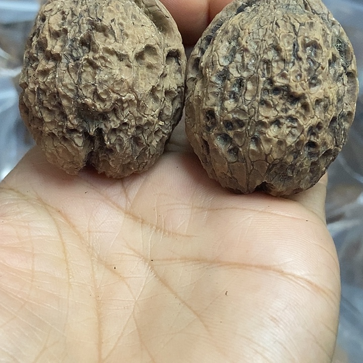 文玩核桃把件云南铁核桃基地45