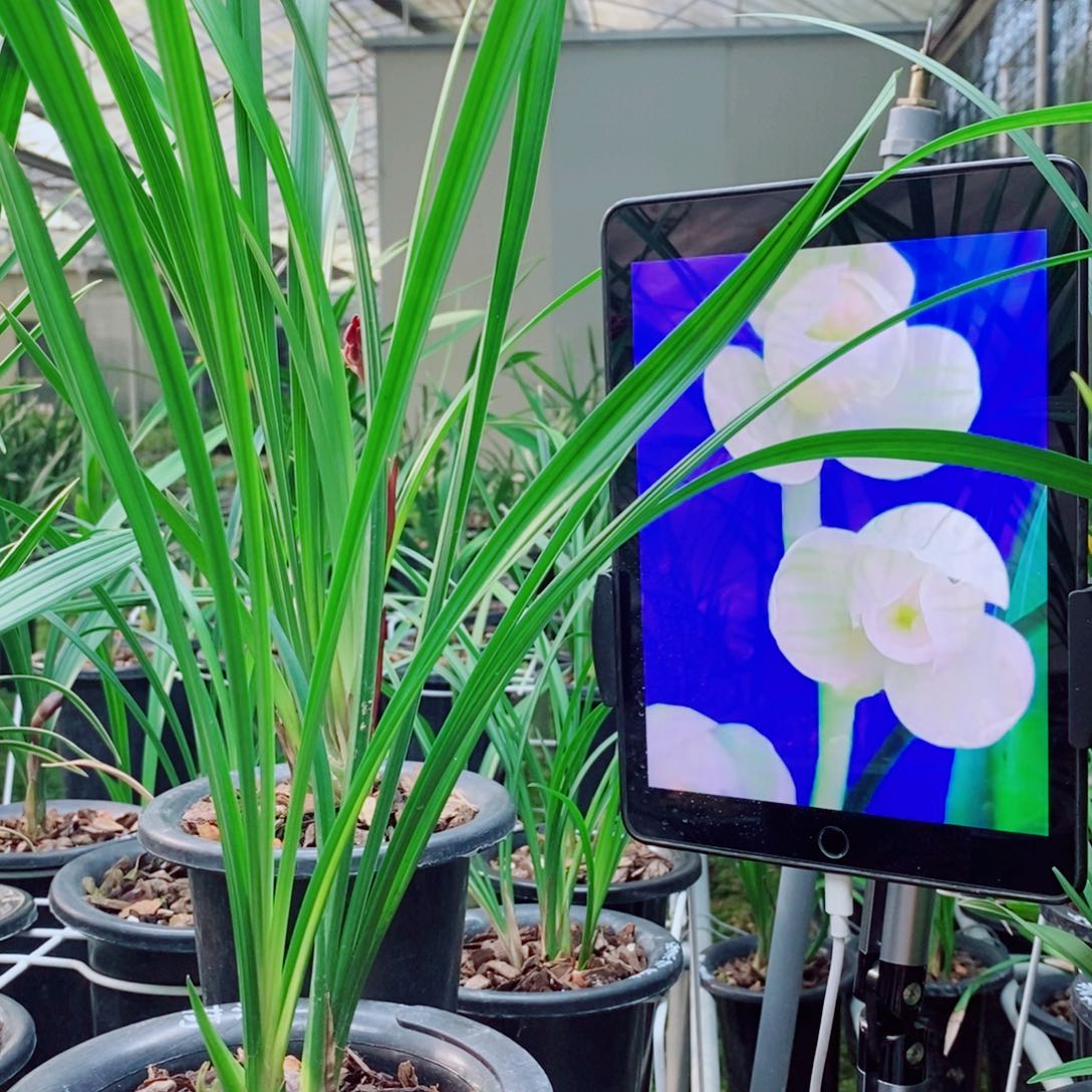 大部分花苞少量开放