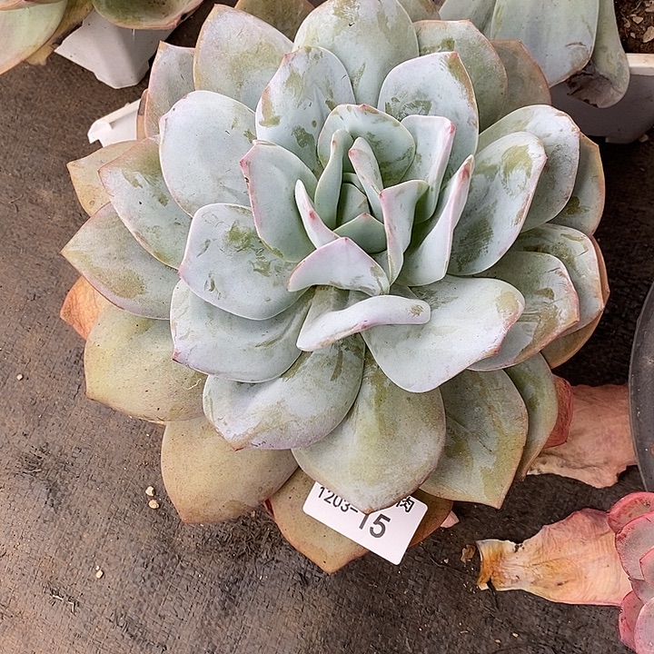 l***,小七夕多肉凤杂15