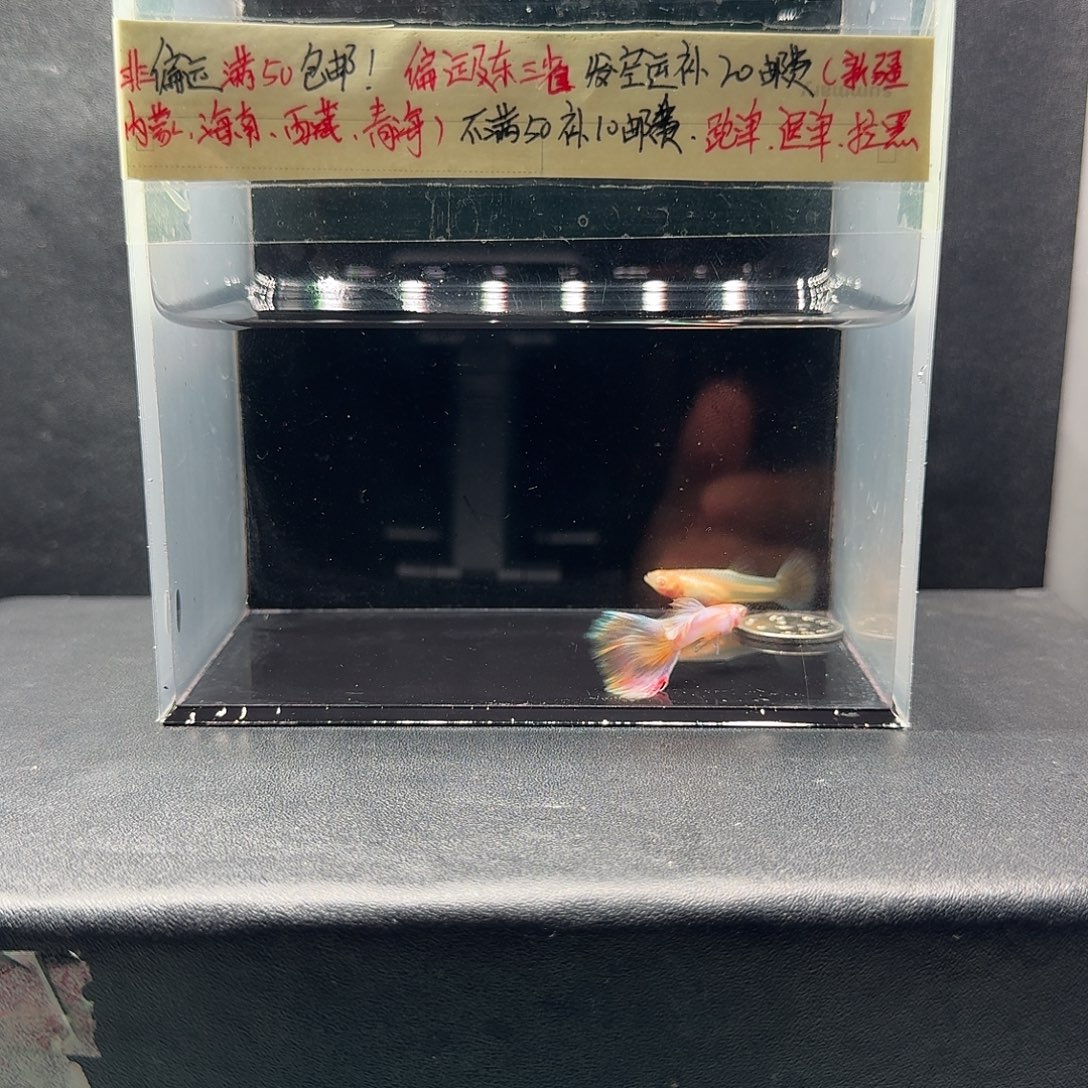 孔雀鱼炫彩极光一对