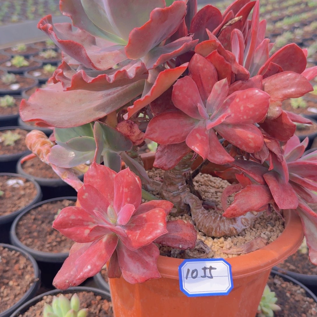 1055钻石锦凡艺多肉