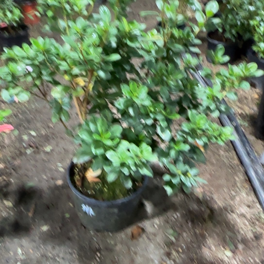 用***2完全开放绯碧朱砂