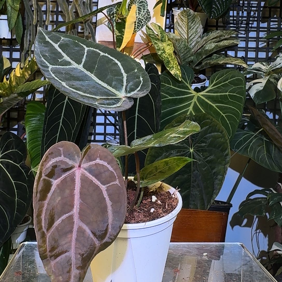 完全开放K184紫水晶杂