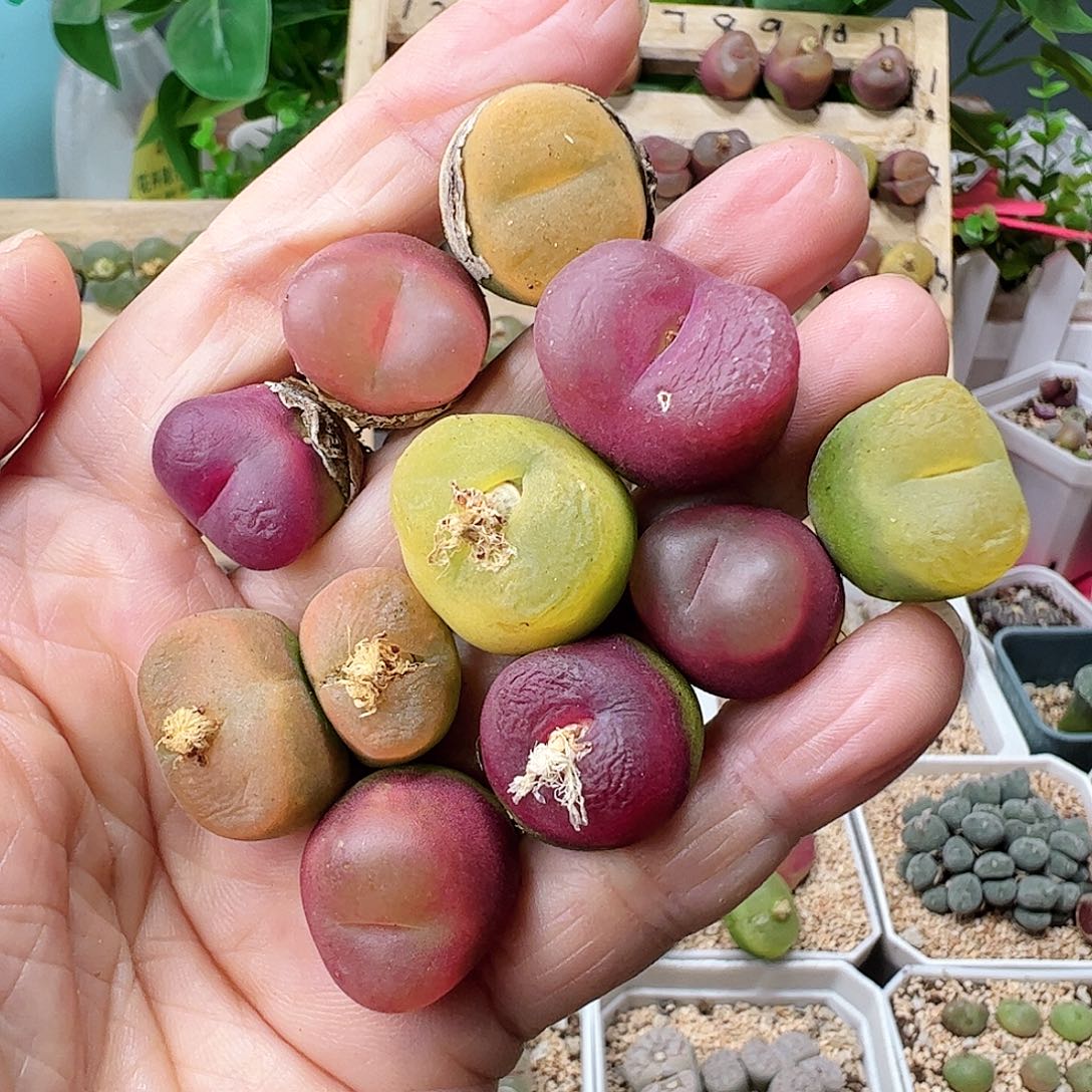 毛哈尼一手………………………