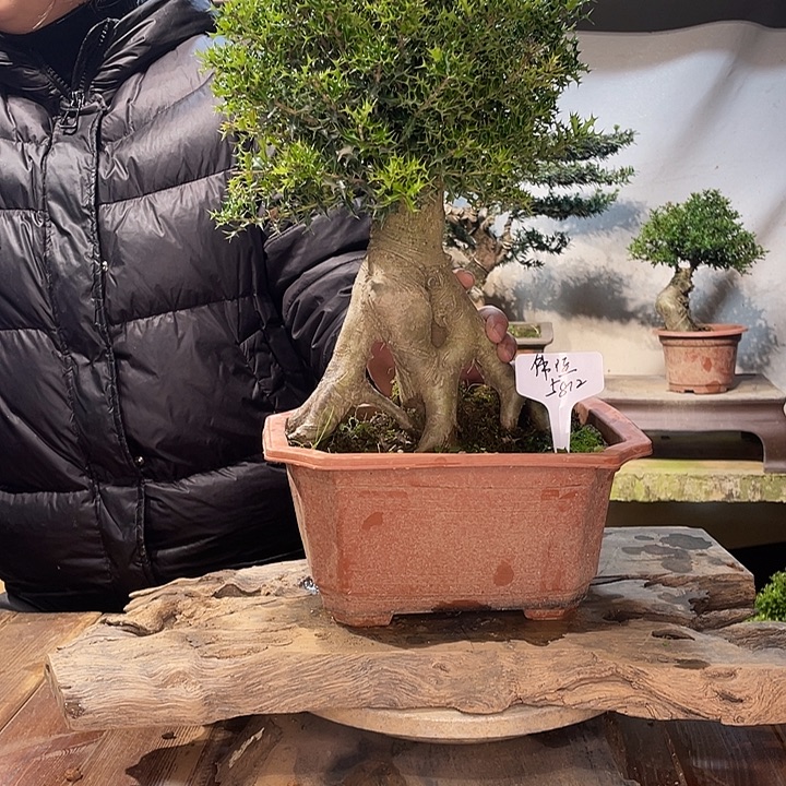 无花朵米叶枸骨一物一拍