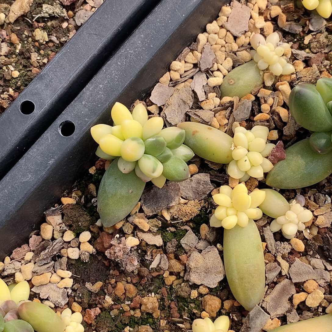 一**秋千代田锦多肉植物老桩
