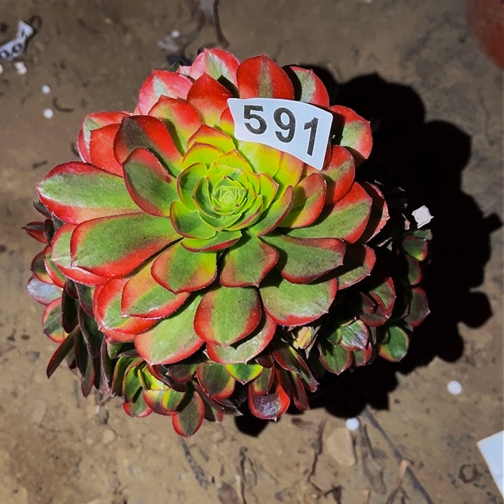 591奶白宽锦多肉植物处理不售后