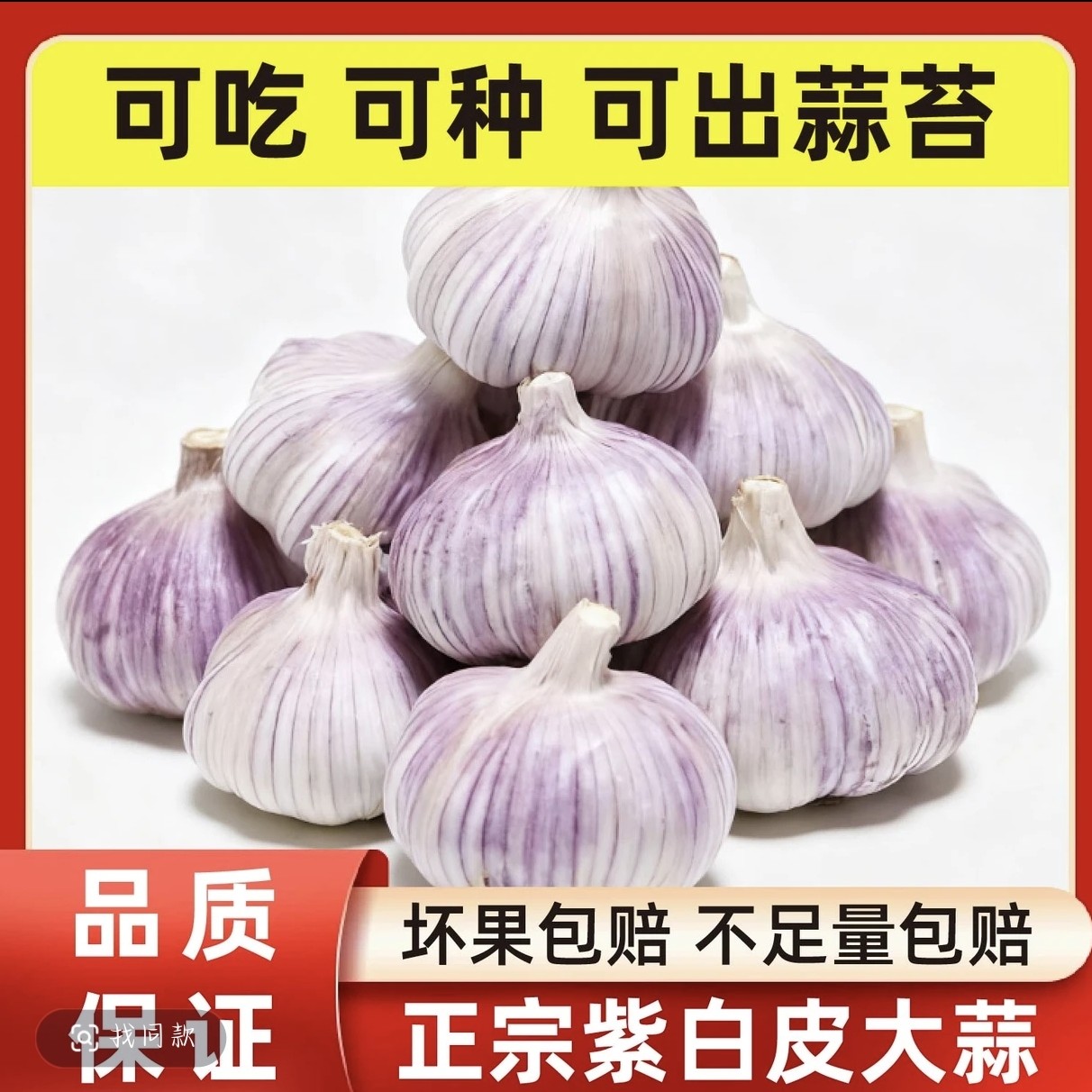正宗紫皮大瓣蒜干蒜辛辣十足个大饱满F..