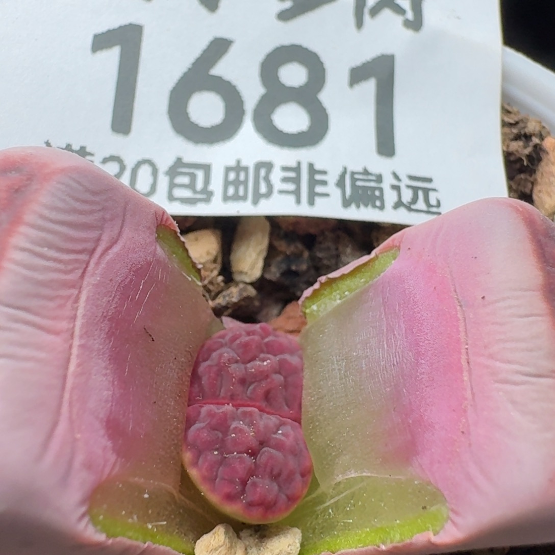 阿克塞尔玫瑰。  带盆土。    