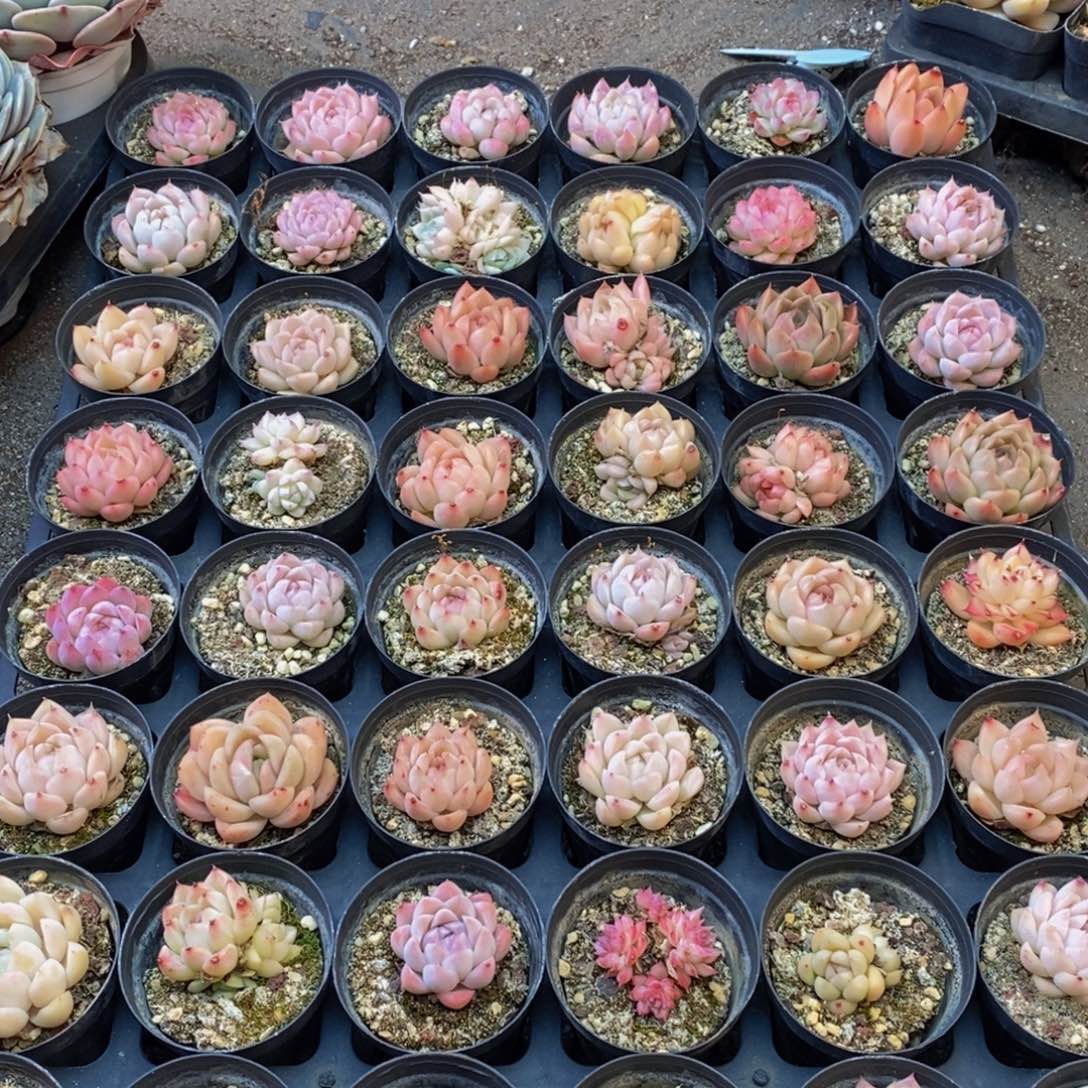 341的人都是这样吗。