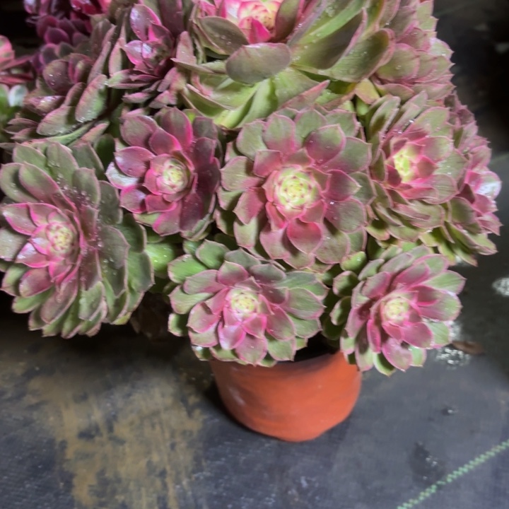 瑞妈，，，。。。。074莲花座，