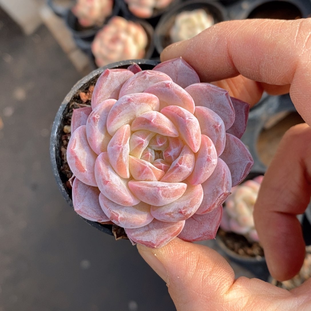 精品多肉一物一拍不包整162