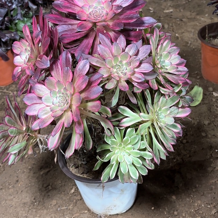 多肉植物法师雪姬27