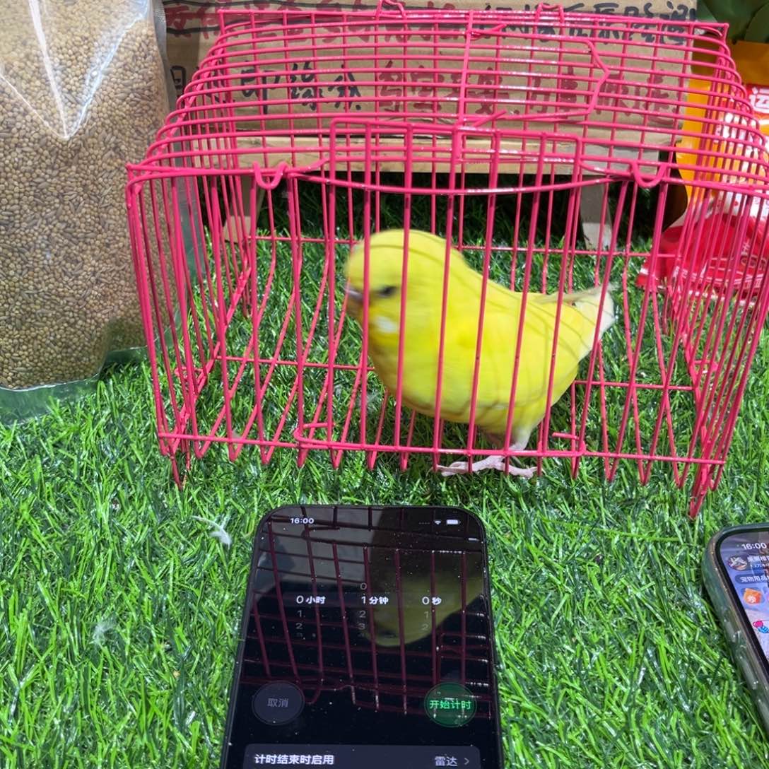 ⊙***…虎皮鹦鹉大头虎皮鹦鹉一只，一物一拍不退换竞拍。