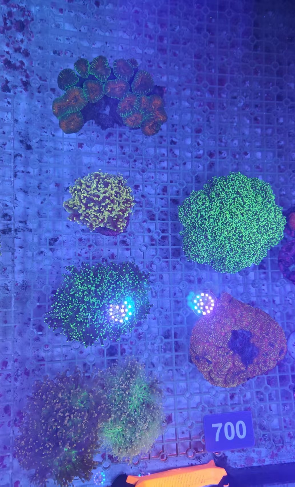 海缸精品珊瑚金榔头荧光蛙卵澳洲蛙卵 甜筒脑刺脑